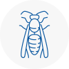Beccles Wasp Nest Removal